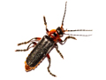 Cantharis rustica